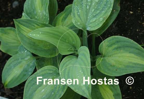 Twice as Nice - Hostas on the Bluff