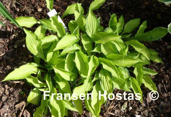 Hosta Twist of Lime - Fransen Hostas