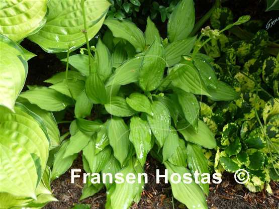 Hosta Twist of Lime - Fransen Hostas