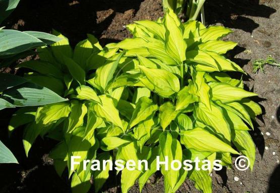 Hosta Twist of Lime - Fransen Hostas