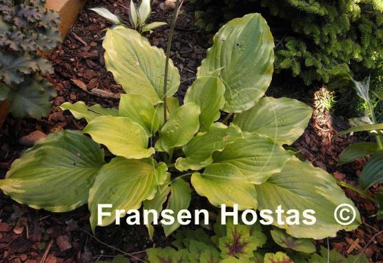 Hosta Wave Runner - Fransen Hostas