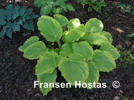 Hosta Wave Runner - Fransen Hostas