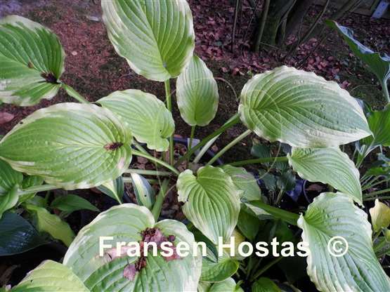 Hosta Wave Runner - Fransen Hostas