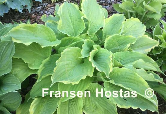 Hosta Wave Runner - Fransen Hostas