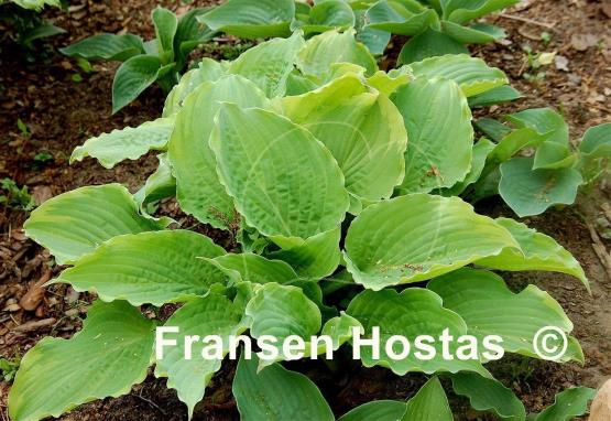 Hosta Wave Runner - Fransen Hostas