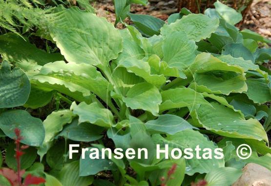 Hosta Wave Runner - Fransen Hostas