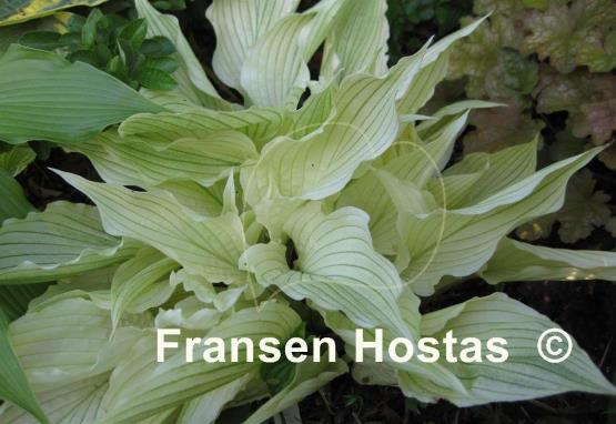 Hosta White Wall Tires - Fransen Hostas